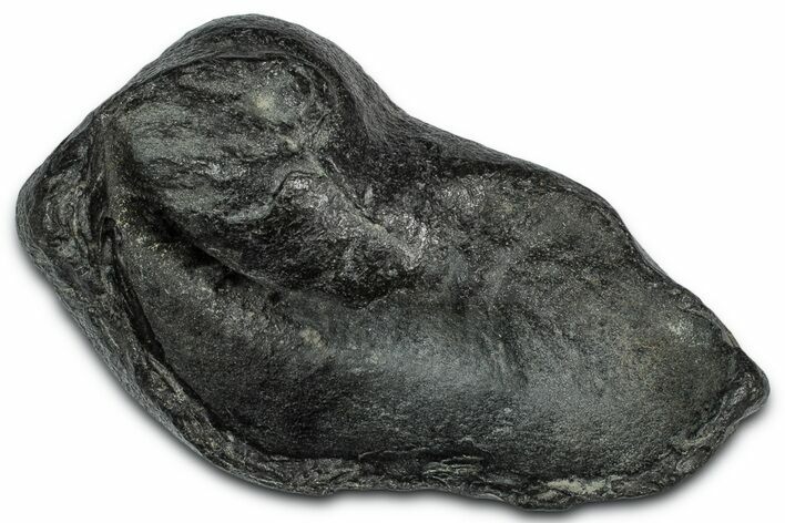 Large Fossil Whale Ear Bone - South Carolina #332006